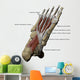 3D Model Foot Sole Muscles 1 Labeled Wall Decal