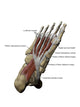 3D Model Foot Sole Muscles 1 Labeled Wall Decal