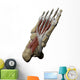3D Model Foot Sole Muscles 1 Wall Decal