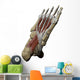 3D Model Foot Sole Muscles 1 Wall Decal