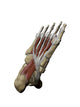 3D Model Foot Sole Muscles 1 Wall Decal