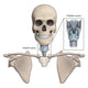 Anterior and Posterior Larynx Wall Decal