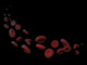 Red Blood Cells Free Wall Decal