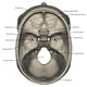 Superior Human Skull Labeled Anatomy Wall Decal