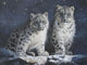 Young Snow Leopards Into the Dark 2011 Wall Mural