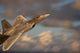 F-22 Raptor Flying High-speed Wall Decal