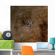 Messier 7 Ptolemy Cluster Wall Decal