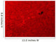 H-alpha Sun Red with Wall Decal