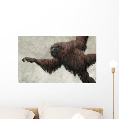 Hispanopithecus Laietanus from Spanish Wall Decal shown on a wall