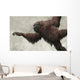 Hispanopithecus Laietanus from Spanish Wall Decal