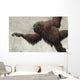 Hispanopithecus Laietanus from Spanish Wall Decal