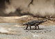 Saichania Chulsanensis Dinosaur Is Wall Decal