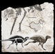 Fossil Remains and Skeletal Wall Decal