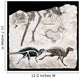 Fossil Remains and Skeletal Wall Decal