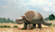 Glyptotherium Arizonae North American Wall Decal