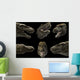 Head Detail Tyrannosaurus Rex Wall Decal