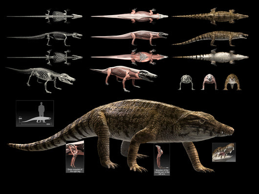 Anatomy Uberabasuchus Terrificus Wall Decal