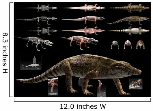 Anatomy Uberabasuchus Terrificus Wall Decal