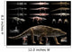 Anatomy Uberabasuchus Terrificus Wall Decal