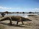 Uberabasuchus Terrificus Arid Climate Wall Decal