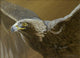 Golden Eagle Wall Decal