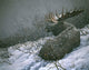 Moose Brush Wall Decal