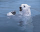 Polar Bear Wall Decal