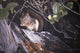 Red Squirrel Salac Wall Decal