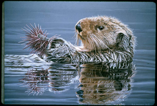 Sea Otter with Urchin Wall Decal