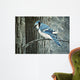 Backyard Jay Wall Decal