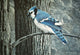 Backyard Jay Wall Decal