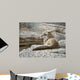 Resting Coyote Wall Decal