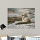 Resting Coyote Wall Decal