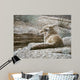 Resting Coyote Wall Decal
