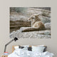 Resting Coyote Wall Decal