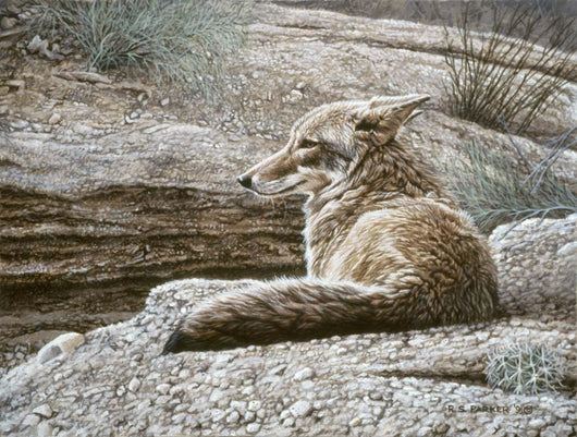 Resting Coyote Wall Decal