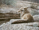 Resting Coyote Wall Decal