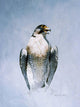 Peregrine Falcon Wall Decal Design 2