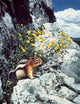 Mountain Bloom Ground Squirrel Wall Decal