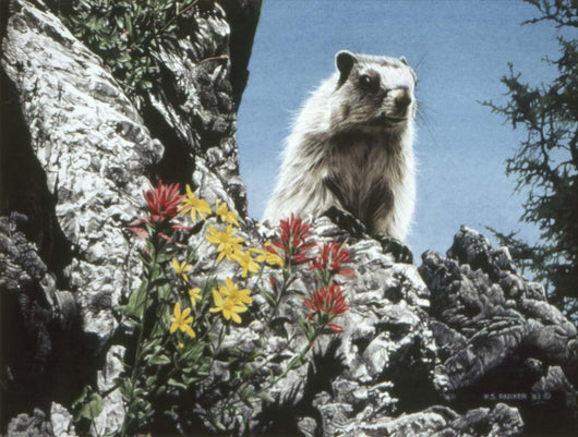 Young Marmot Wall Decal