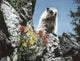 Young Marmot Wall Decal