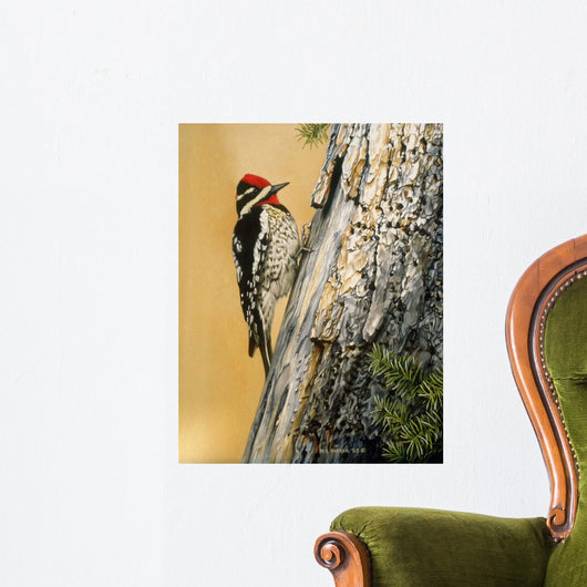 Yellow Bellied Sapsucker Wall Decal