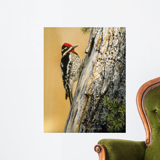 Yellow Bellied Sapsucker Wall Decal
