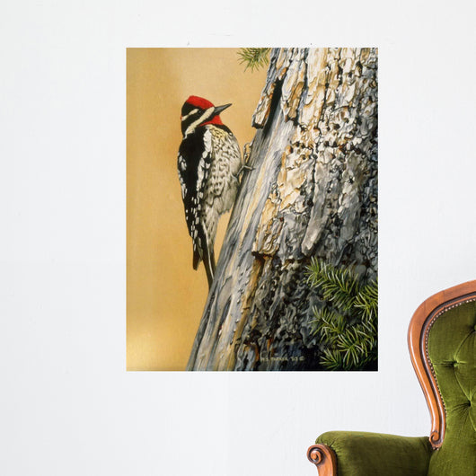 Yellow Bellied Sapsucker Wall Decal