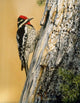 Yellow Bellied Sapsucker Wall Decal