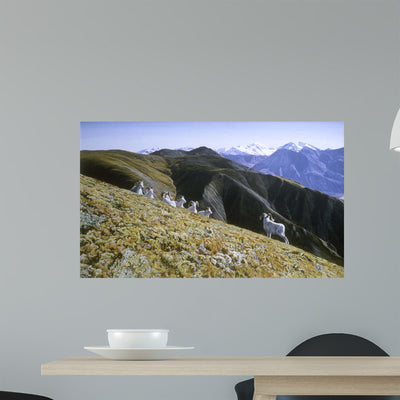 Dall Sheep Wall Decal shown on a wall
