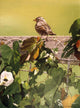 Morning Glory Wall Decal Design 2