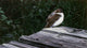 Tree Swallow Wall Decal