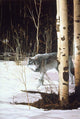 Grey Wolf Aspen Wall Decal