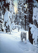 Silent Steps Lynx Wall Decal